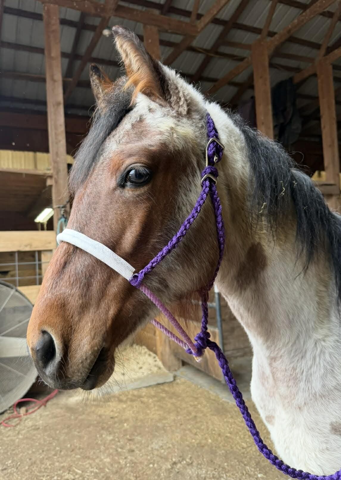 Customized Bougie Betty - White