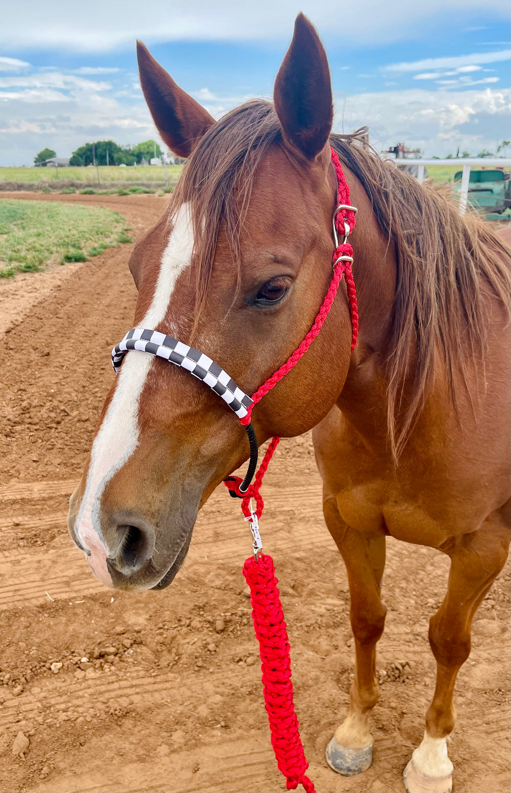 Customized Checkered Pony